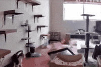 Cat Panicking GIF