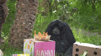 Cheeky Siamang Steals Birthday Presents at Oakland Zoo