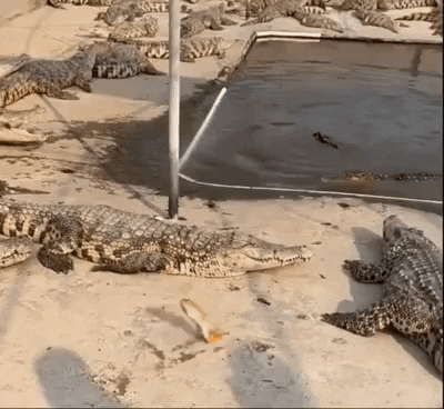 cuteanimalland giphyupload GIF