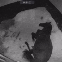 Tired Sleep GIF