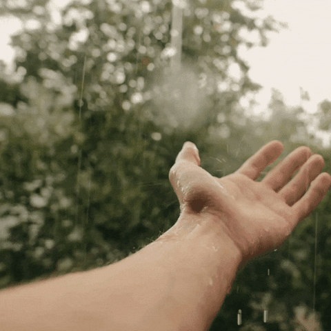 GIF by WPTV Newschannel 5 - West Palm Beach, FL