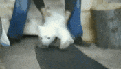 polar bear GIF