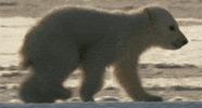 Polar Bear GIF