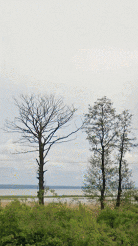 Simongip giphyupload GIF