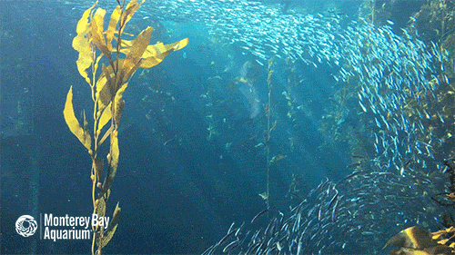 school of fish GIF by Monterey Bay Aquarium