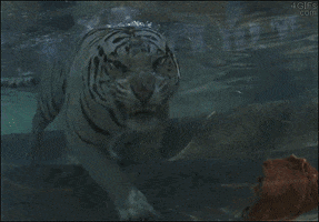 tiger eats GIF