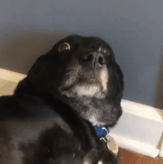 Video gif. Black dog lies on the floor looking up over its shoulder with cartoonish wide eyes that move around as the camera zooms.