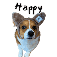 Happy Corgi Sticker