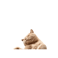 Tania Lodi Sticker by tania's teahouse