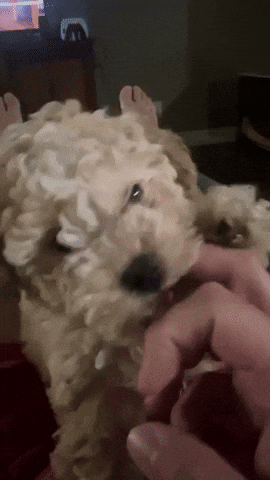 loopy1622  GIF