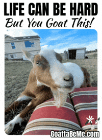 You Got This GIF by Goatta Be Me Goats! Adventures of Pumpkin, Cookie and Java!