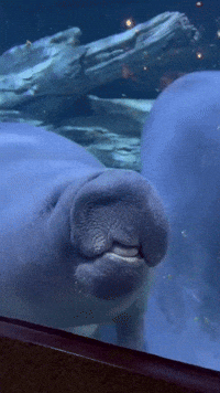 Goofy Manatee Squishes Face Against Aquarium Glass
