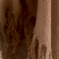 Peek A Boo Cat GIF by bobercreative