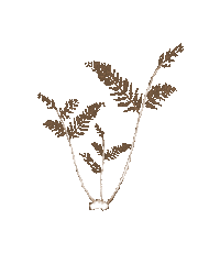Plant Dere Sticker by Tulus
