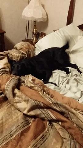 bed shower GIF