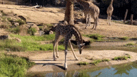 Long-Legged Baby Giraffe Struggles to Drink From Pond