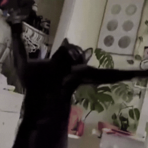 Cats GIF by Respective