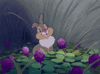 Baby Animal Bunny GIF by Disney