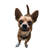 dog puppy Sticker by Roundhouse