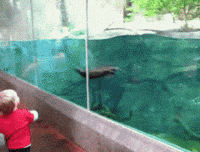 let me love you swimming GIF by Cheezburger