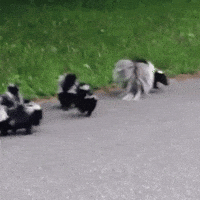 skunk GIF