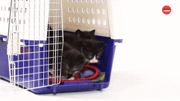 Kittens And Puppies Meet For The First Time
