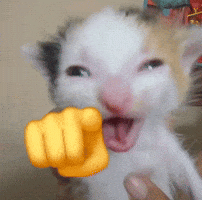 Cat Fail GIF