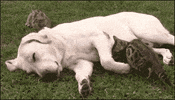 cuddles GIF