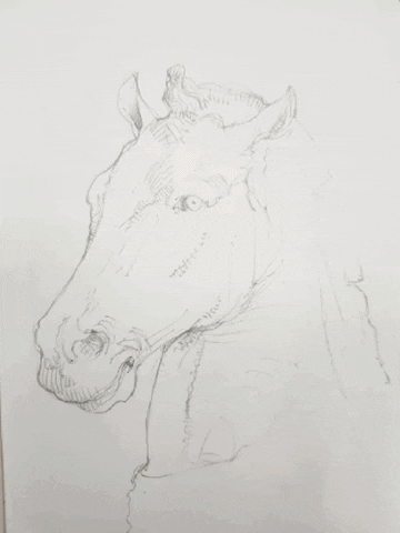 HaritonB giphyupload drawing horse ballpoint GIF