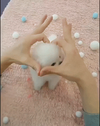 cuteanimalland giphyupload GIF