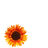 Ola Freud Sticker by psicanartes