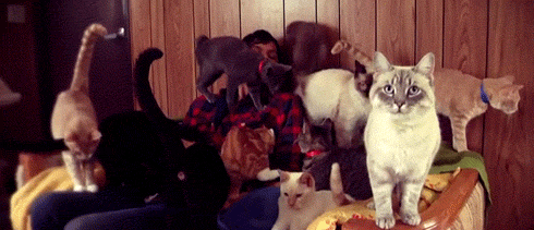 cats watching GIF