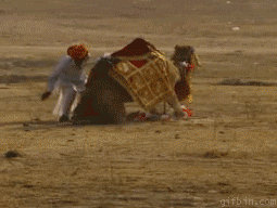 animals being dicks fuck off GIF