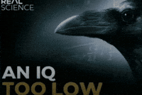 Low Iq No Tag GIF