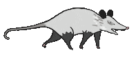 Run Opossum Sticker by Nordic.bo