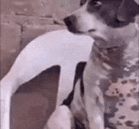 Dog Looking GIF