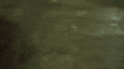 topshelf records prawn GIF