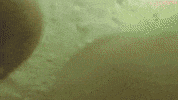 topshelf records prawn GIF