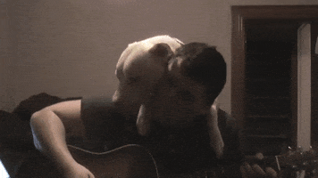 Pit Bull Dog Music GIF by The BarkPost