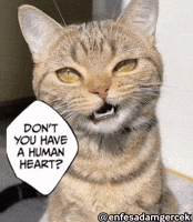 Cat Car GIF