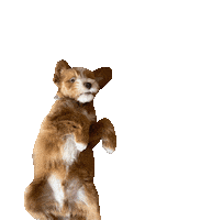Shocked Dog Sticker
