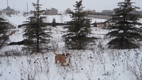 'Snow-Obsessed' Dog Enjoys First Toronto Snow