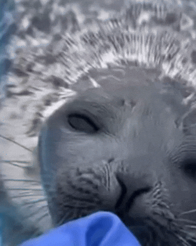 Seal GIF by Respective