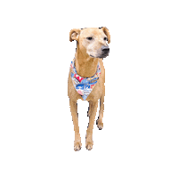 Rescue Dog Sticker by Geekster Pets