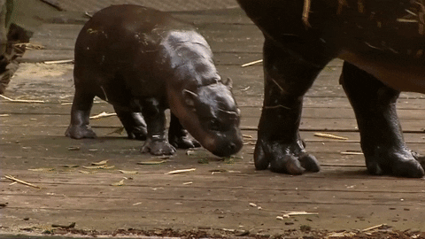zoo naissance GIF by BFMTV