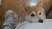 Dog Please GIF