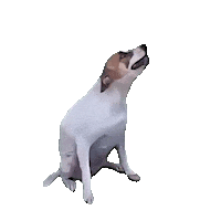 Dance Dancing Sticker