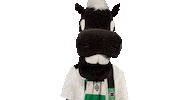 Bundesliga Diefohlen Sticker by Borussia Mönchengladbach