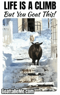 You Got This GIF by Goatta Be Me Goats! Adventures of Pumpkin, Cookie and Java!