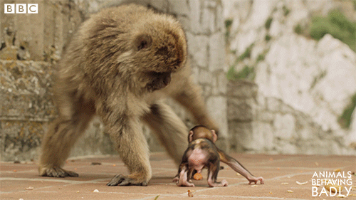 No Thank You Monkey GIF by BBC Earth